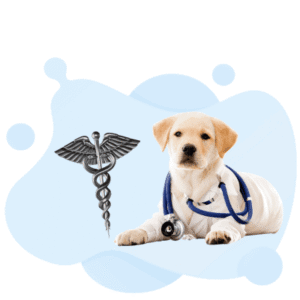 Doctor of Veterinary Medicine